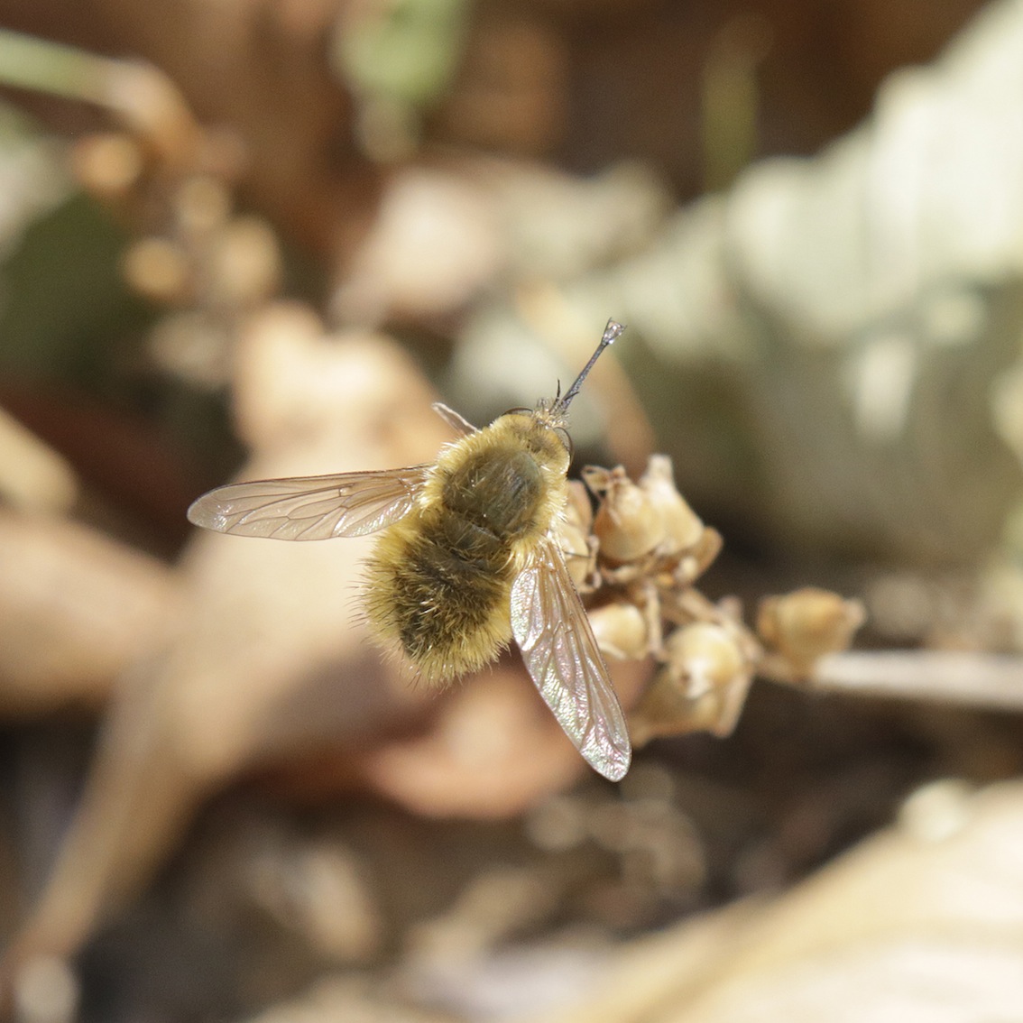 Bombyliidae: Bombylius minor?...Bombylius sp.